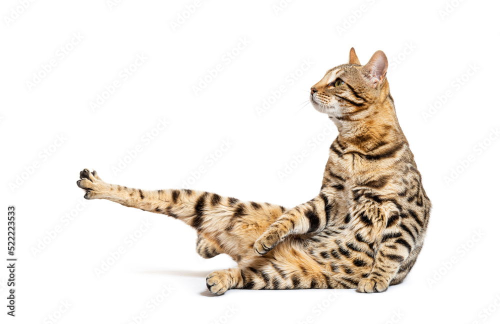 profile view of a bengal cat stretching itself, isolated on whit profile view of a bengal cat stretching itself, isolated on whit