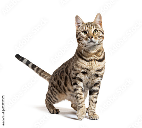 Bengal cat facing at the camera, isolated on white