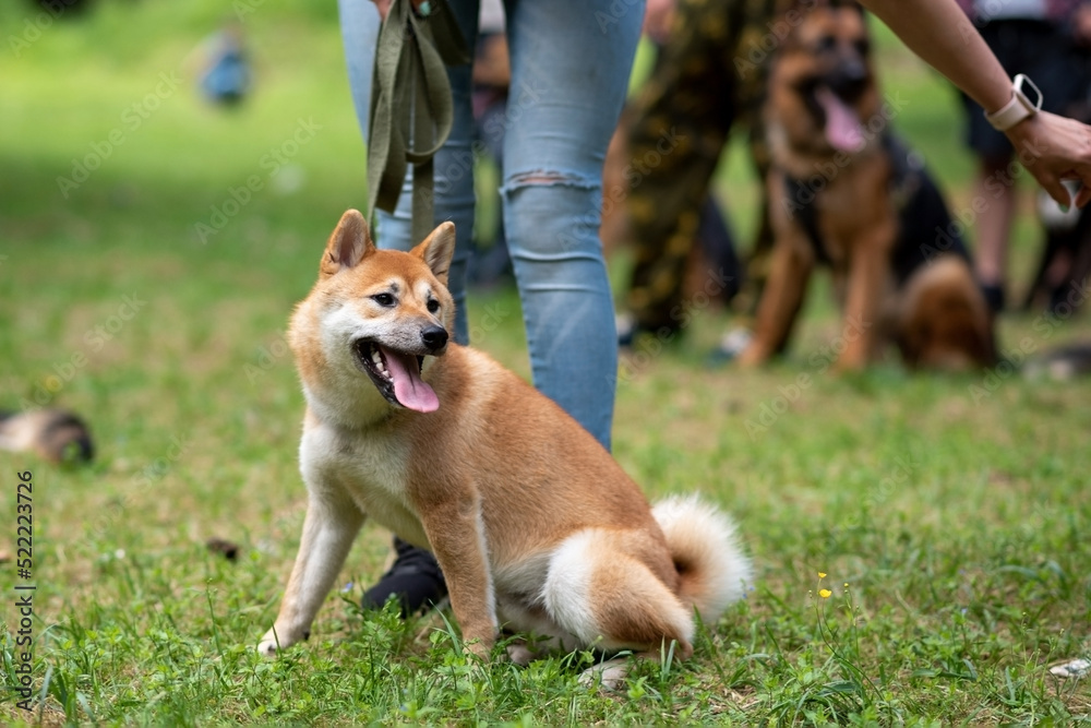 Shiba inu, on a leash, in the park for a walk.