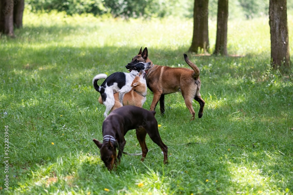 Attempted group sex with purebred dogs in the park. Attempted group sex with purebred dogs in the park.