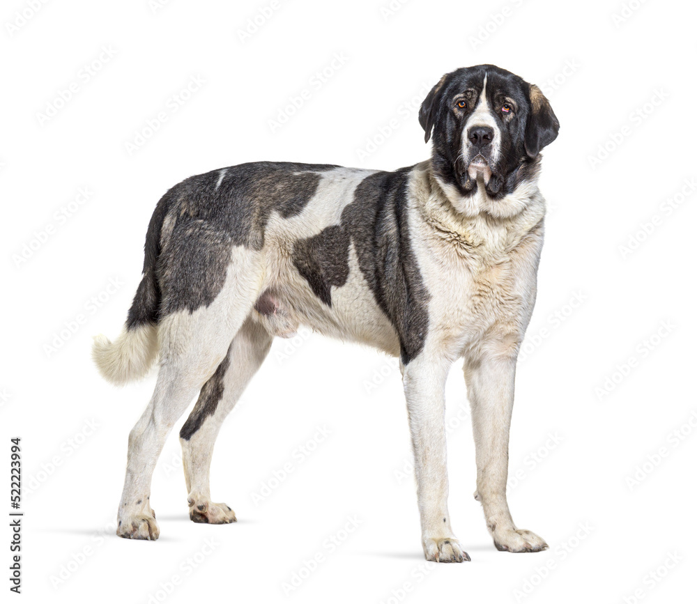 profile view of a Transmontano Mastiff, isolated on white