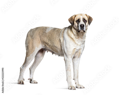 profile view of a Transmontano Mastiff, isolated on white photo