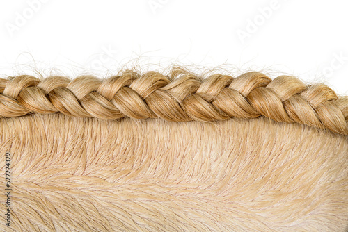 close-up on the coat of a cream yellow Lusitano horse and its br photo