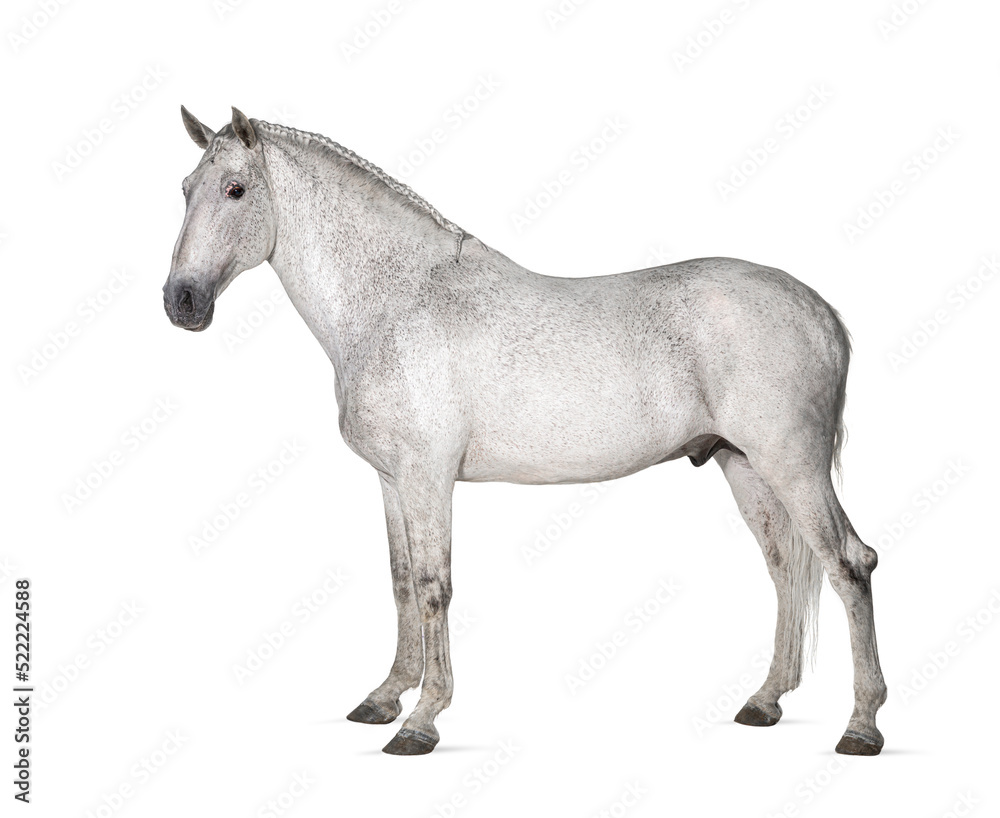 White lusitano horse standing in front, side view isolated on w White lusitano horse standing in front, side view isolated on w