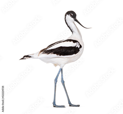 Pied avocet, Recurvirostra avosetta,  black and white wader, stilt family, isolated on white photo