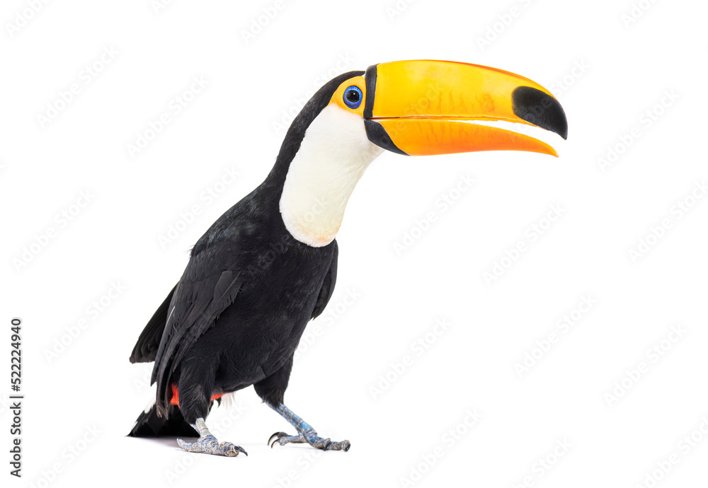 Obraz premium Toucan toco, Ramphastos toco, isolated on white