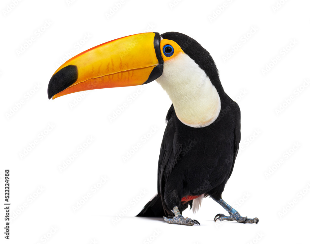 Naklejka premium Toucan toco, Ramphastos toco, isolated on white