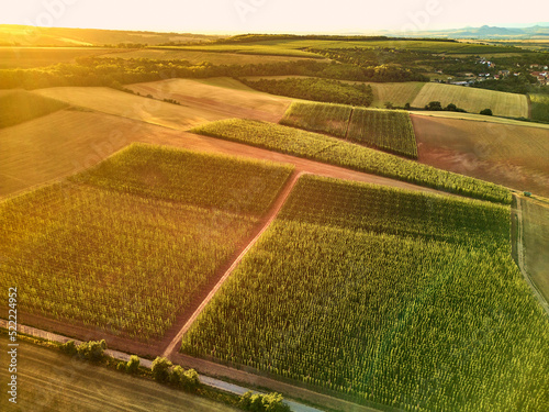 Aerial view of hop fields at sunset, Bohemia, Czech beer