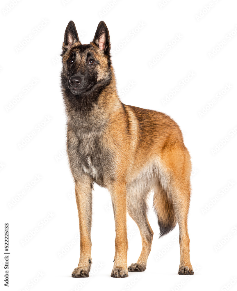 standing Belgian shepherd Malinois looking away, isolated on whi