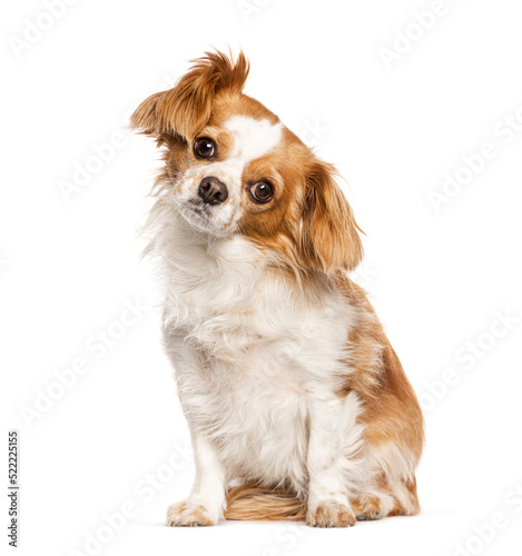 Canvas Print crossbreed with cavalier King Charles and unkwon breed, isolated