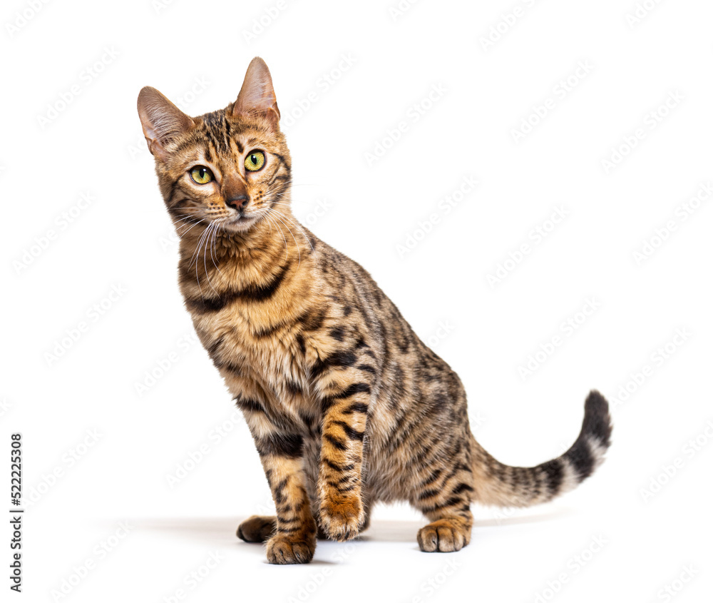 Bengal cat facing the camera, isolated on white Bengal cat facing the camera, isolated on white