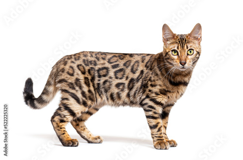 Side view of a Bengal cat, isolated on white