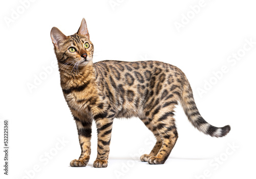 Bengal cat standing and looking up, isolated on white