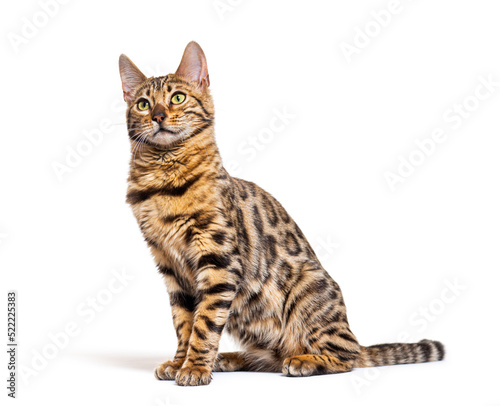looking up bengal cat sitting, isolated on white