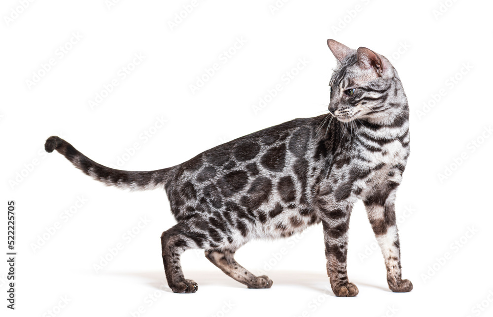 Fototapeta premium Silver Bengal cat walking looking back, isolated on white