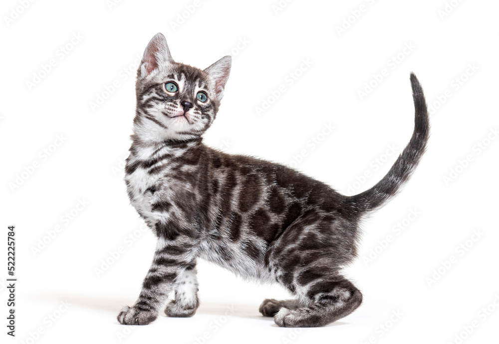 Side view of a Silver bengal cat kitten looking up, isolated