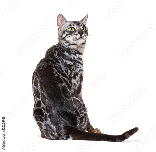 Bakc view on a Grey Bengal cat looking up, isolated on white photo