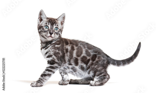 side view of a blue eyed Bengal cat kitten, isolated on white © Eric Isselée
