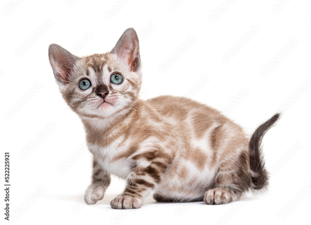 Bengal cat kitten, isolated on white
