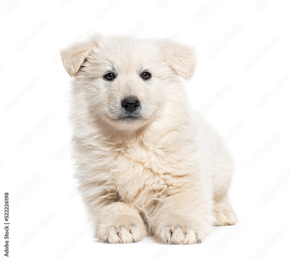 Puppy Berger Blanc Suisse, isolated on white