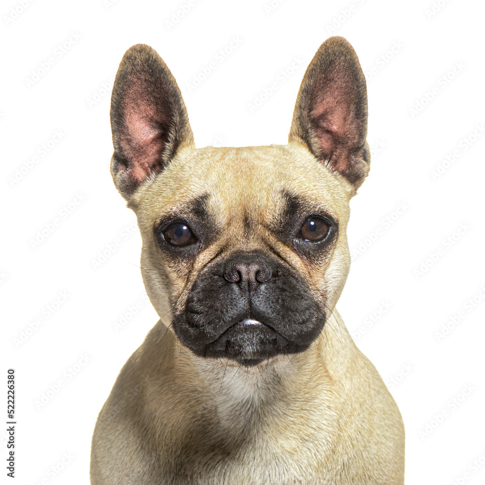 Close-up of French bulldog looking at the camera, isolated on wh