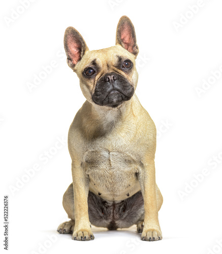 Sitting French bulldog looking at away  isolated on white