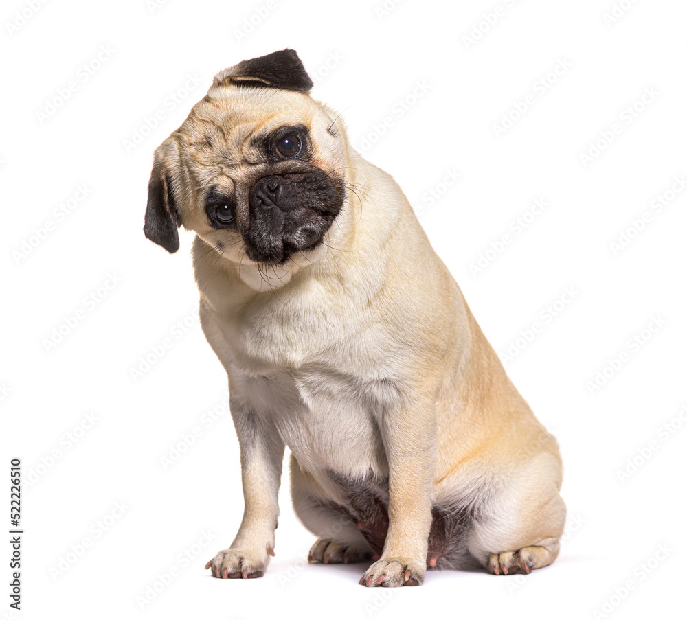 Pug looking down with curiosity, isolated on white