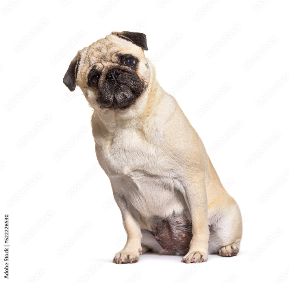 Portrait of a Pug sitting and looking at the camera, isolated on
