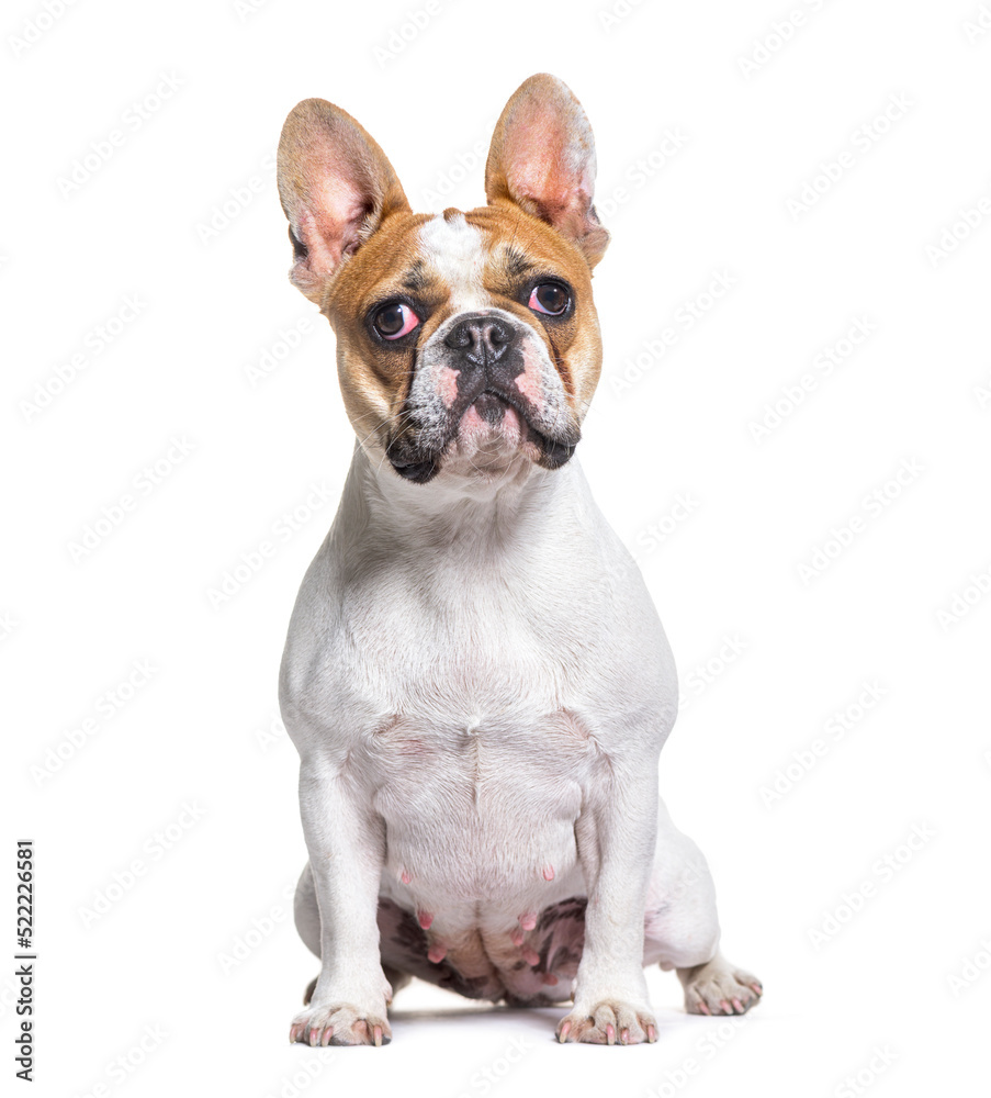 French bulldog sitting and looking up, isolated on white