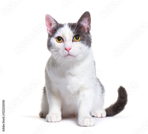 Grey and whitecrossbreed cat, yellow eyed, isolated on white