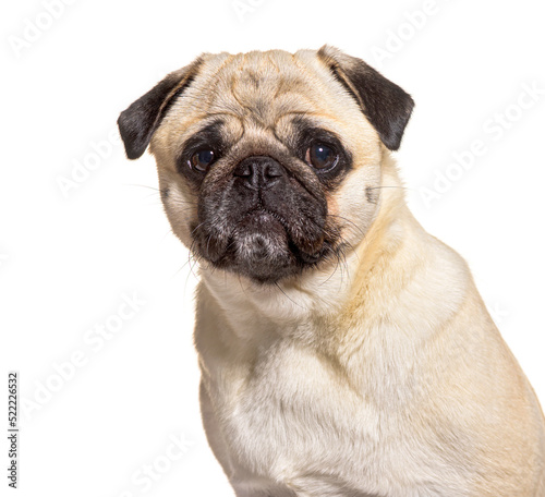 Portrait of a Pug, head shot, isolated on white