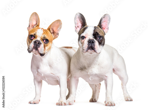 two French bulldogs together, isolated on white