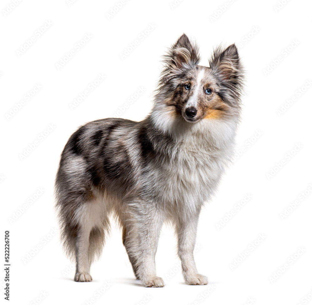 Obraz premium Young and alert standing red merle Shetland Sheepdog, or Sheltie