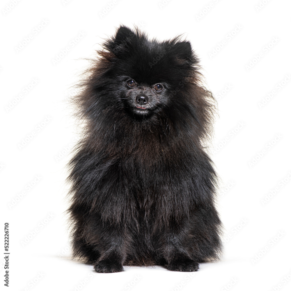 Black Pomeranian dog sitting in front, isolated on white Black Pomeranian dog sitting in front, isolated on white