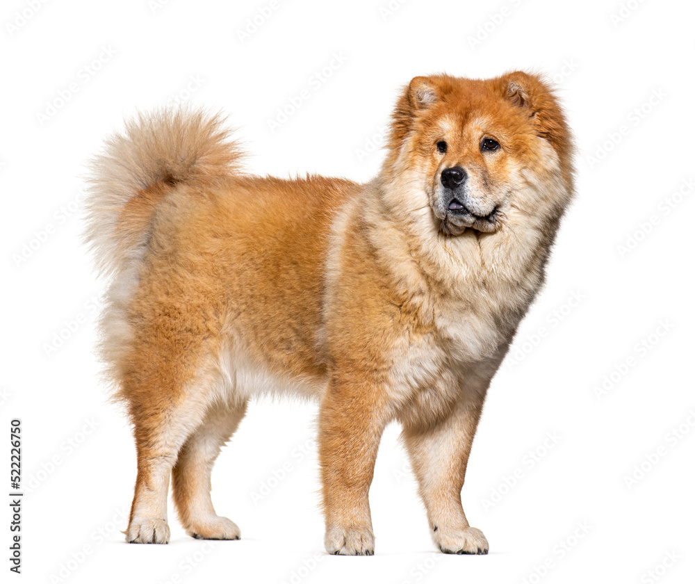 side view of a Chow-chow looking away, isolated on white side view of a Chow-chow looking away, isolated on white