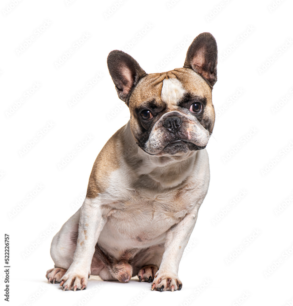 French bulldog looking in face, isolated on white