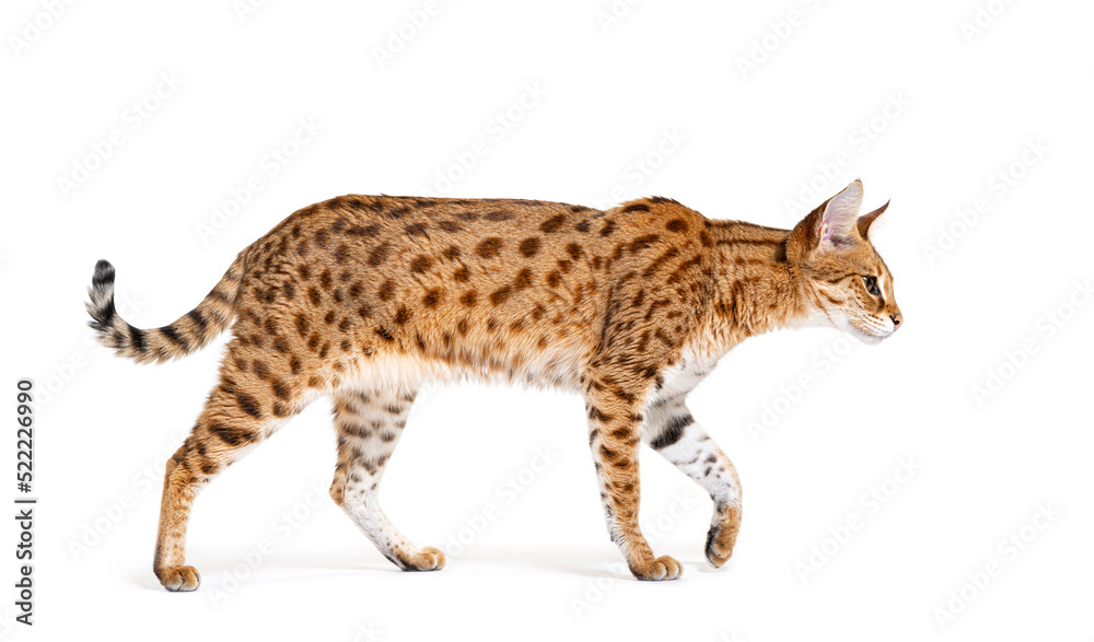 Obraz premium profile of a Savannah F1 cat walking, cross between a serval and a domestic cat, Isolated on white