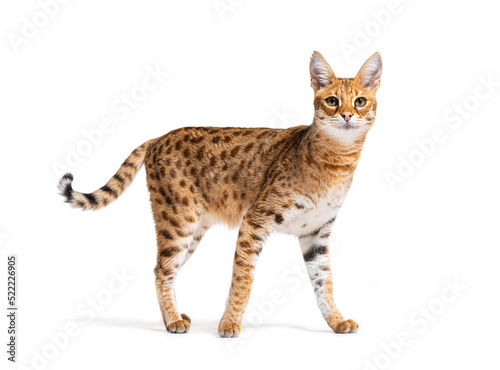 Savannah F1 cat standing and looking at the camera, Isolated on white