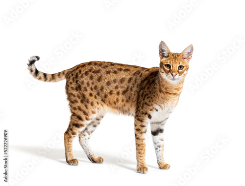 Savannah F1 cat standing and looking at the camera, Isolated on white