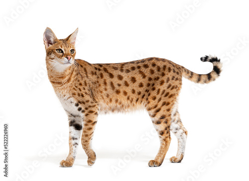 Obraz na płótnie savannah F1 cat, is a hybrid cat cross between a serval and a domestic cat