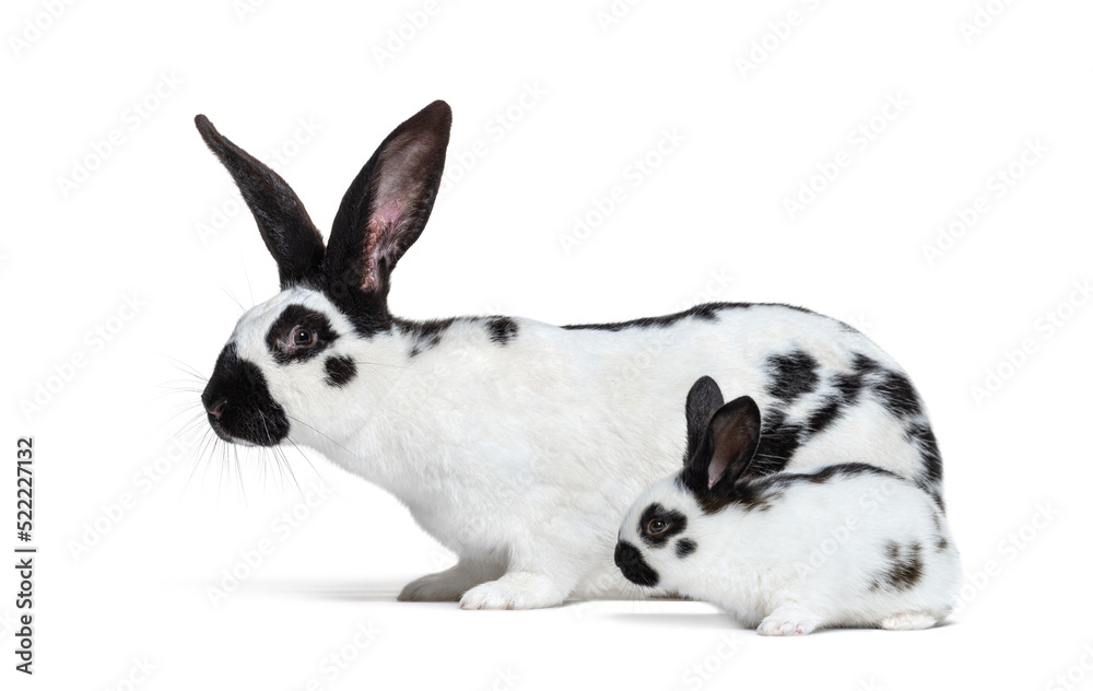 Fototapeta premium Side view of a mother Checkered Giant rabbit and her baby bunny,