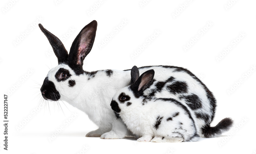 Side view of a mother Checkered Giant rabbit and her baby bunny, Side view of a mother Checkered Giant rabbit and her baby bunny,