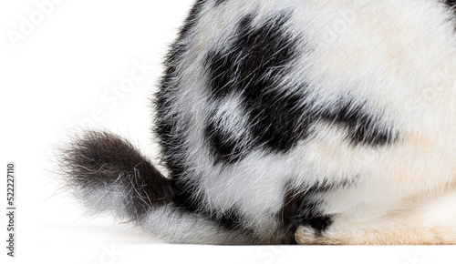 close-up of black and white spotted Checkered Giant rabbit tail