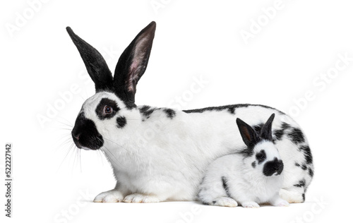 Side view of a mother Checkered Giant rabbit and her baby bunny,