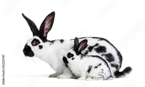 Side view of a mother Checkered Giant rabbit and her baby bunny,
