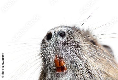 Details of the teeth and whiskers of a coypu, Myocastor coypus