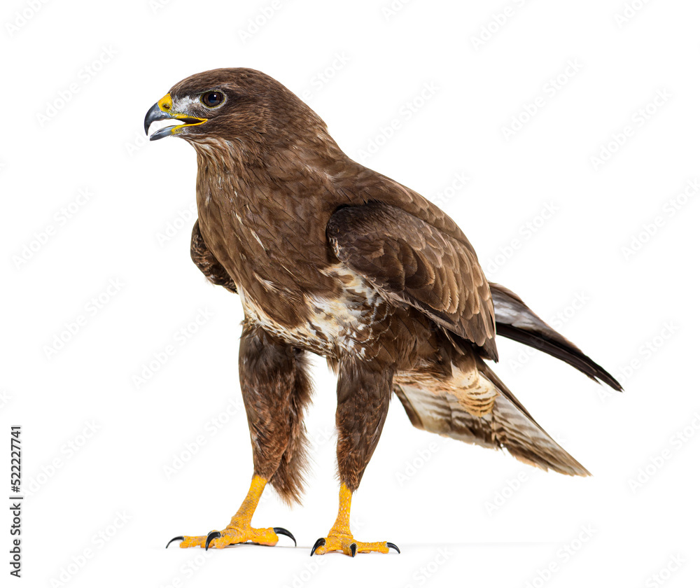 Side view of a common buzzard bird, Buteo buteo; isolated Side view of a common buzzard bird, Buteo buteo; isolated