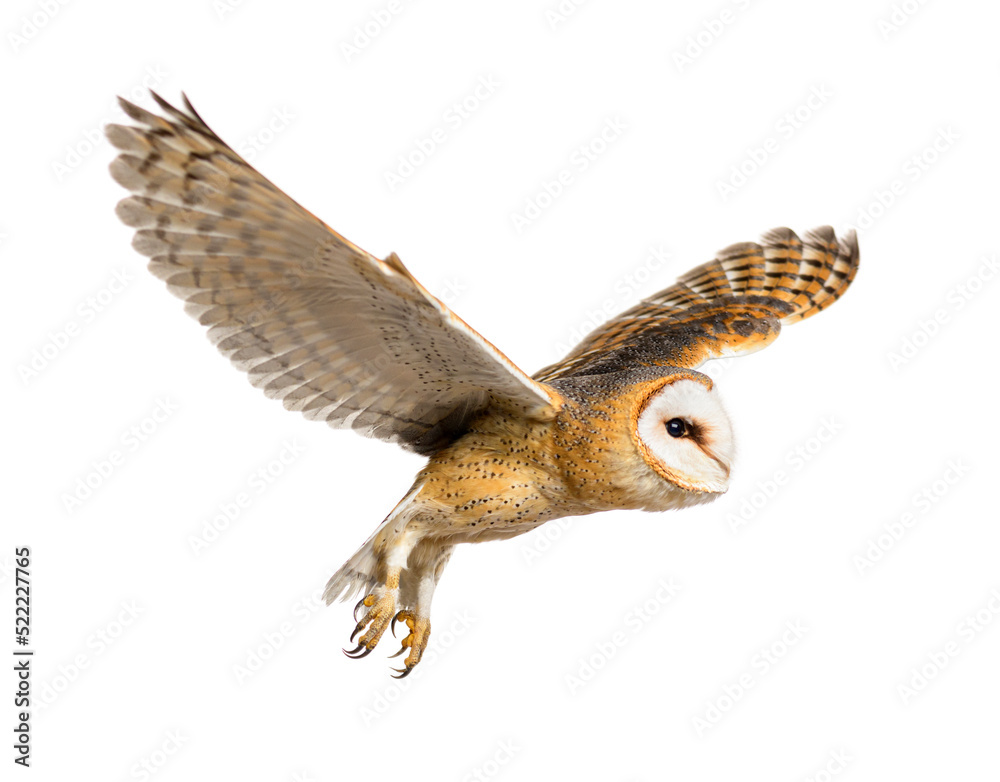 Fototapeta premium Side view of a Barn Owl, nocturnal bird of prey, flying