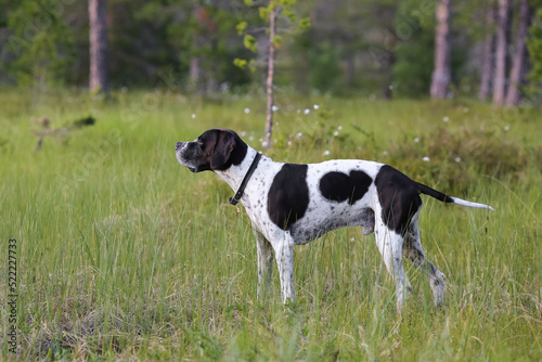 Dog english pointer in the forest