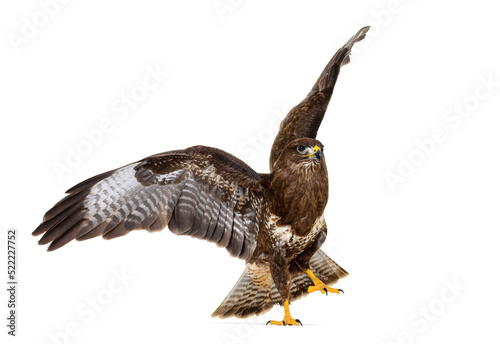 Common buzzard take off wings spread, Buteo buteo; isolated photo